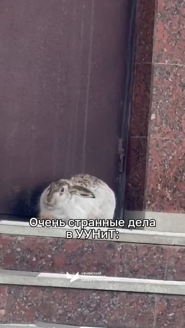 Очень странные дела в Уфимском университете