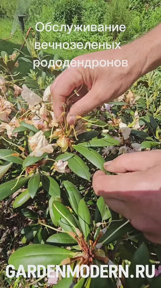 Удаление отцветших соцветий у вечнозеленых рододендронов