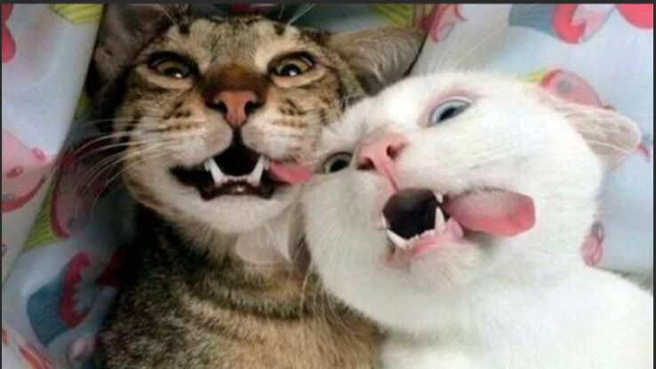 СМЕШНОЕ ВИДЕО Приколы с животными Смешные видео про животных 🤩Наши любимые смешные животные🤩