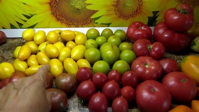 ВОРУЮТ МОИ ФОТО И ВЫСТАВЛЯЮТ НА ОЗОНЕ ПРИ ПРОДАЖЕ СЕМЯН ТОМАТОВ! Я на ОЗОНЕ и ВБ пока не торгую!