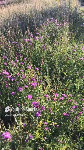 Ленобласть. Хвойное. 24.07.2024. Растение-Василек луговой, полуоткрыт ранним утром. Эпизод 8