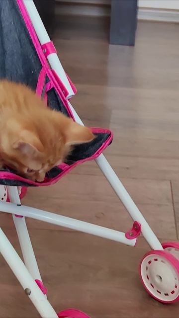 Котенок едет в детской коляске.
