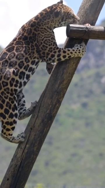 Удивительные навыки ягуара по скалолазанию