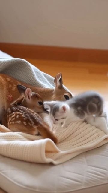 #shorts котенок