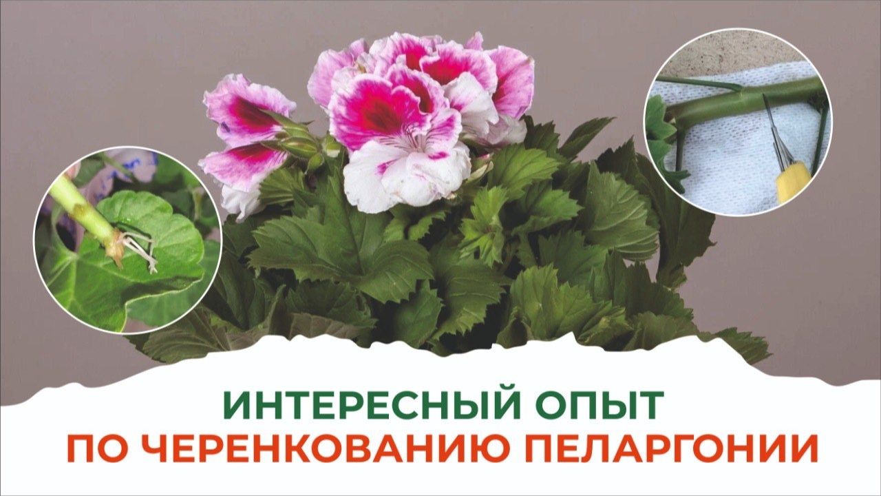 Что понадобится для черенкования пеларгонии? Биотехнология АС-35 и правильный субстрат