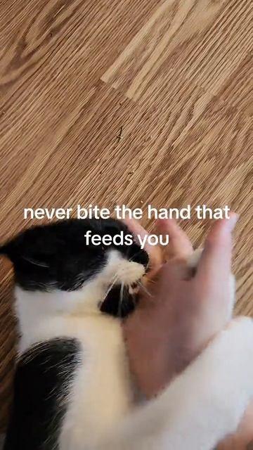 Не кусай руку, которая кормит