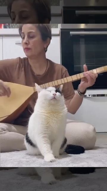 котик ловит кайф от музыки