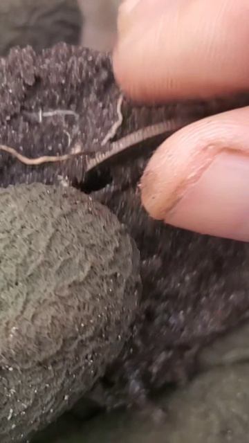 ❄ Вмёрзшая монета.