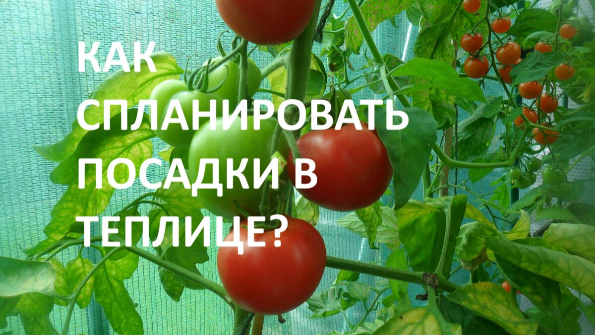 Томаты в теплице__Как спланировать посадку томатов в теплице для большого урожая_