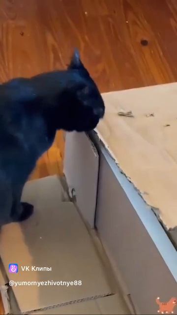 Приколы с животными