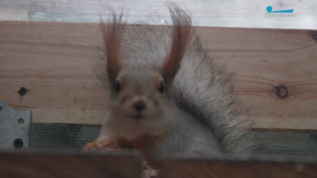 «Дичальник»: как брошенных бельчат готовят к самостоятельной жизни