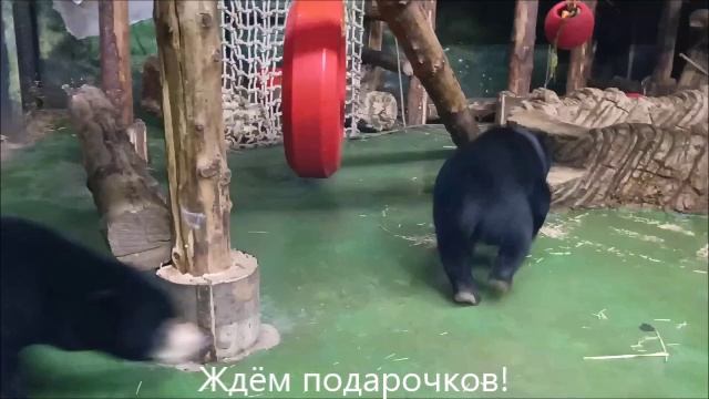 Малайские медвежата уже чувствуют новогоднюю атмосферу и активно тренируются открывать подарки 🎁