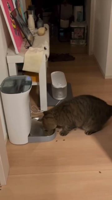 Где моя Вкусняшка, где мой лакомый кусочек!