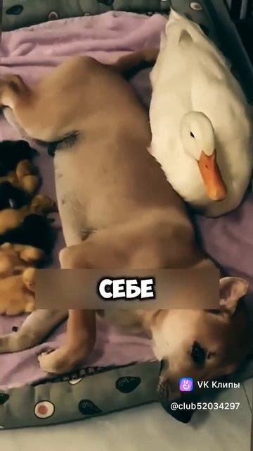 История собаки и утки