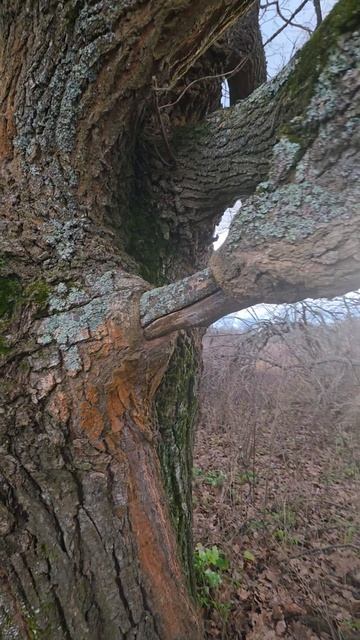 Обрастание дубом самого себя