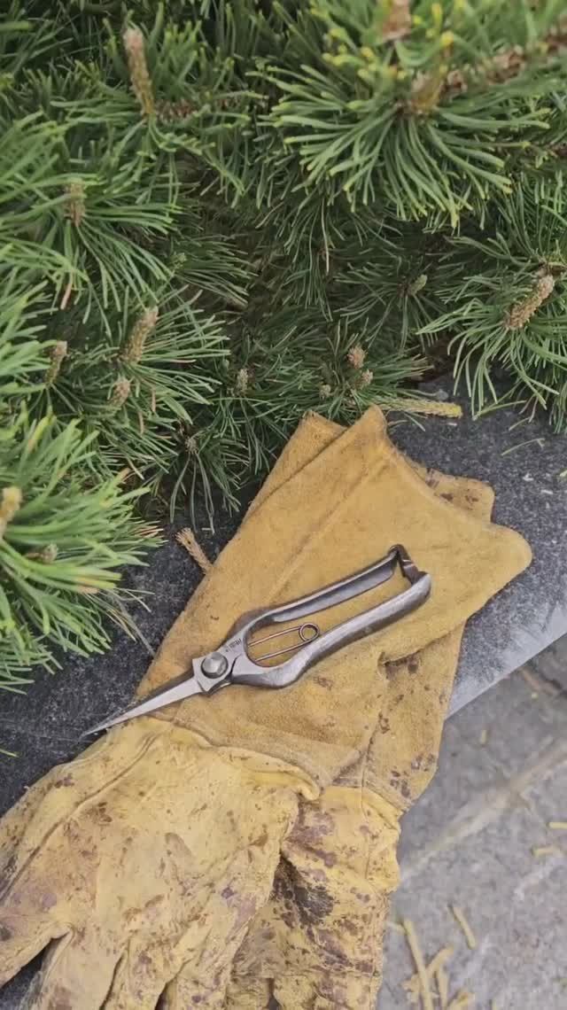 Для чего используются ножницы для формирования сосен?