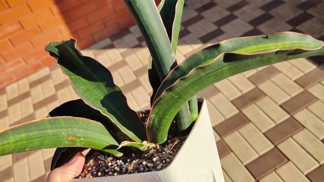 Сансевиерия Синус-Симиорум Вар