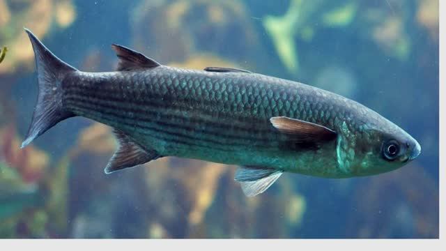 ПИЛЕНГАС! Историческая справка