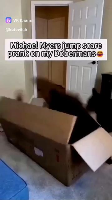 Приколы с животными