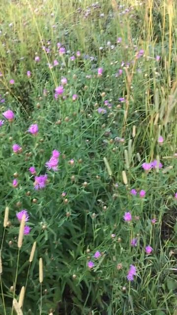 Ленобласть. Хвойное. 24.07.2024. Растение-Василек луговой, полуоткрыт ранним утром. Эпизод 10