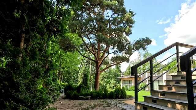 Сосна Фрау Марта, июньская обрезка