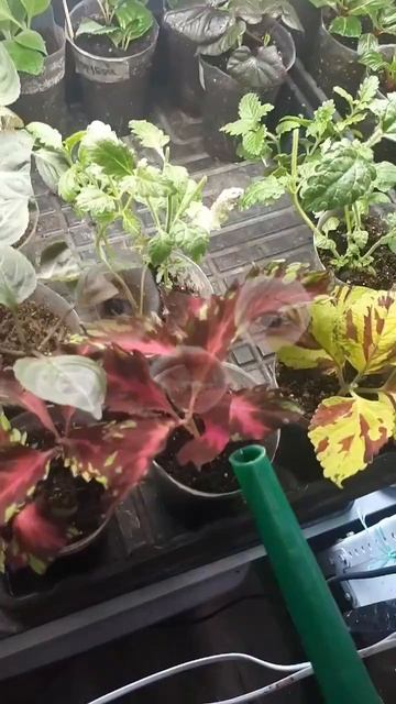 Когда ручки чешутся полить