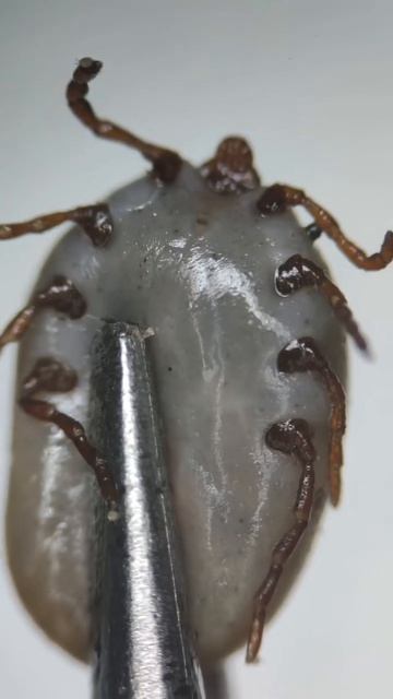 Про иксодовых клещей