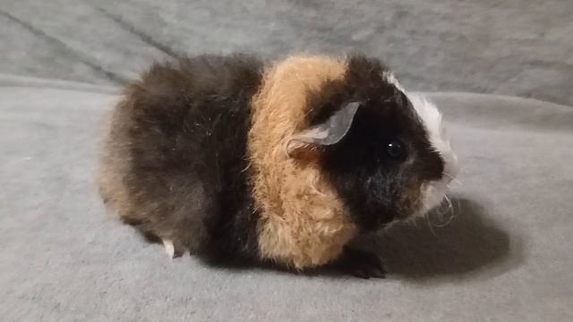 американский тедди крем с белым и чёрным (возраст 1 месяц), питомник ZLATO VLASKA