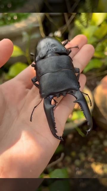 Огромные экзотические жуки 🪲🐞