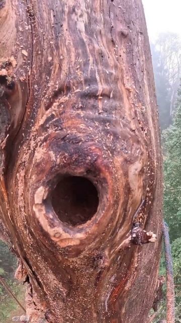 Изготовление искусственных дупел для птиц дуплогнездников и летучих мышей