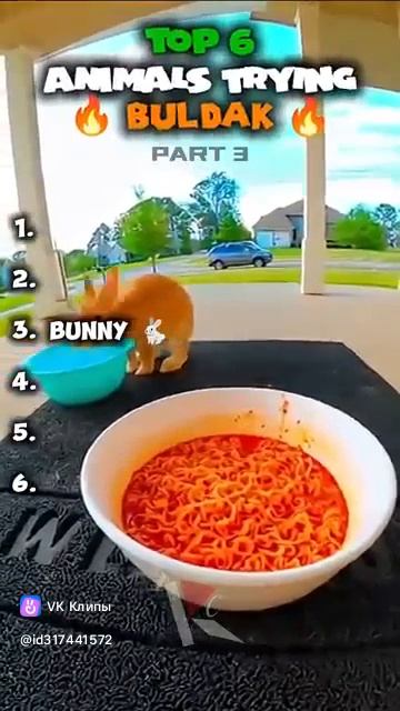 Приколы с животными