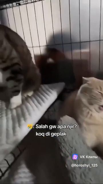 Приколы с животными