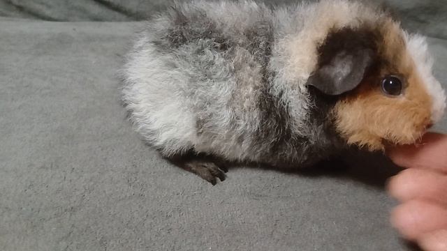 американский тедди белый с чёрным и кремом, чалый (возраст 1 месяц), питомник ZLATO VLASKA