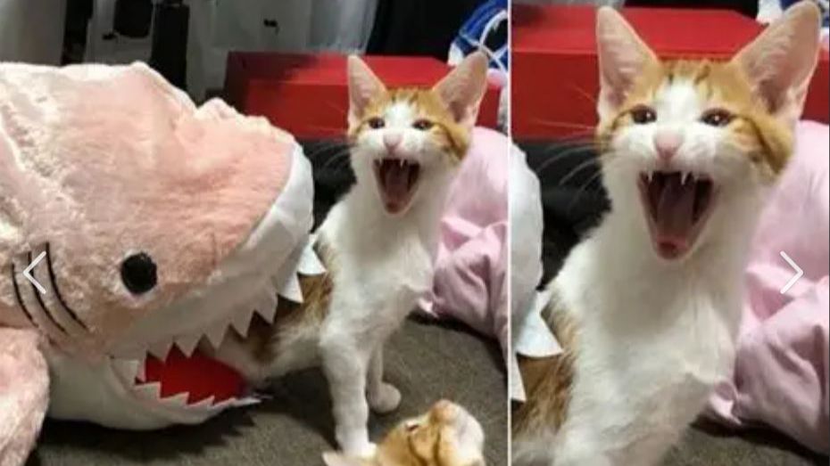 Смешные домашние животные 🤣Лучшие моменты СМЕШНОЕ ВИДЕО о Животных Видео приколы