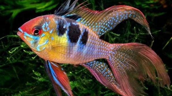 Аквариум Рыбки  Музыка Для Сна И Релаксации - 60 минут релаксации.