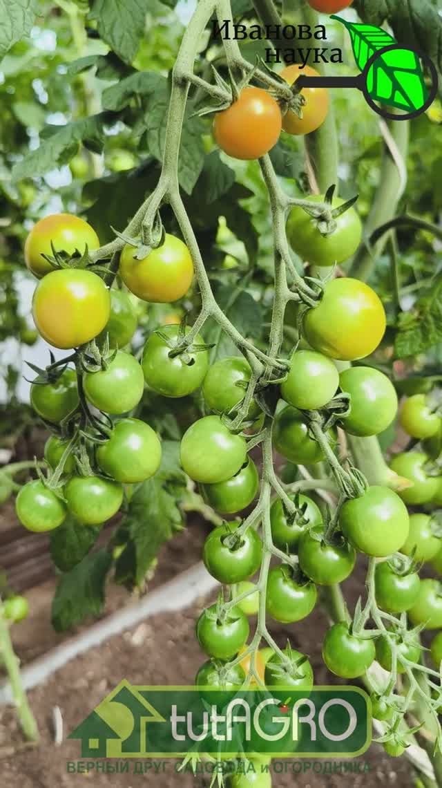 Этот НЕВЕРОЯТНЫЙ сорт помидоров взорвал мой огород: урожай, который ШОКИРУЕТ!