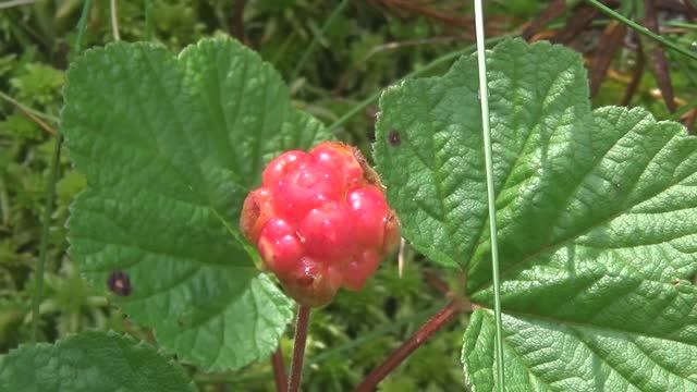 Морошка. 2022. Вологда.