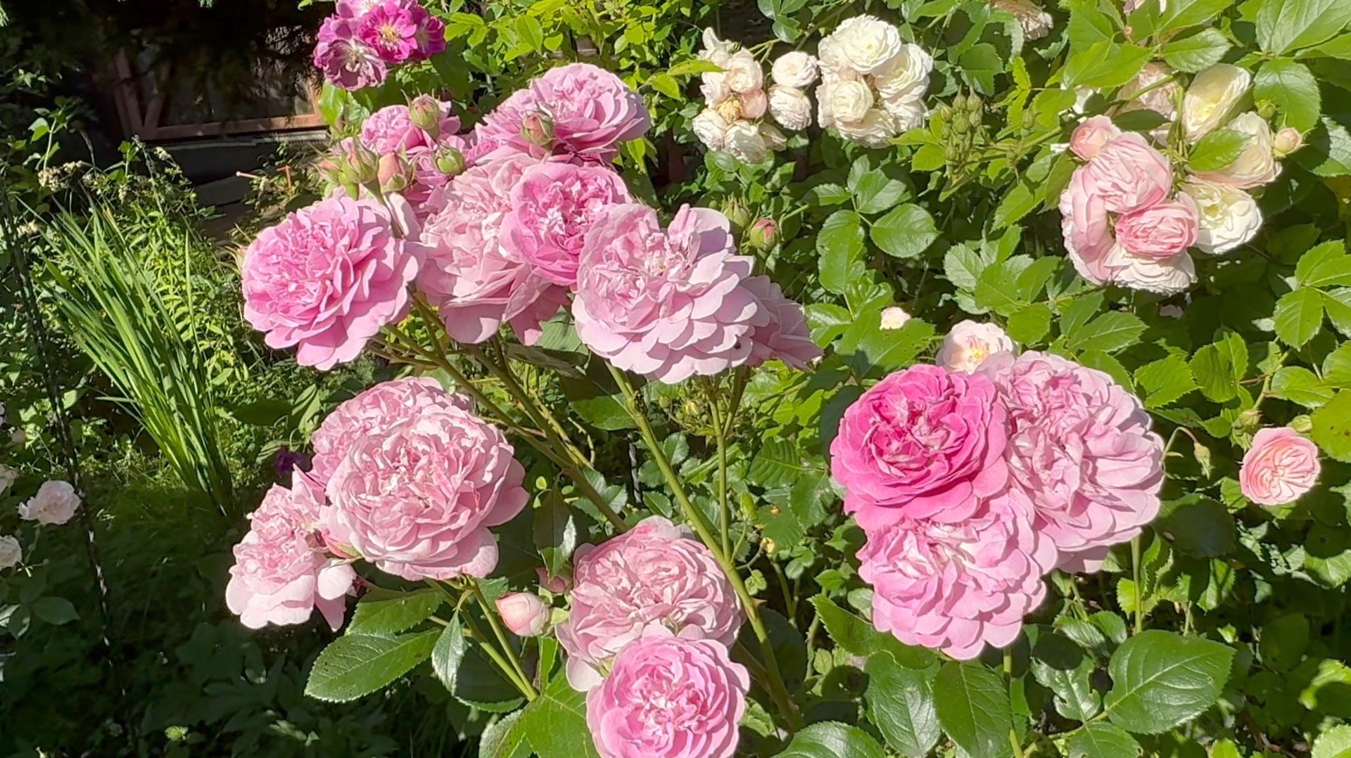 Июль в Саду 16 июля 2025 часть 5