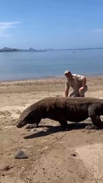 Вараны могут регулировать свою температуру тела