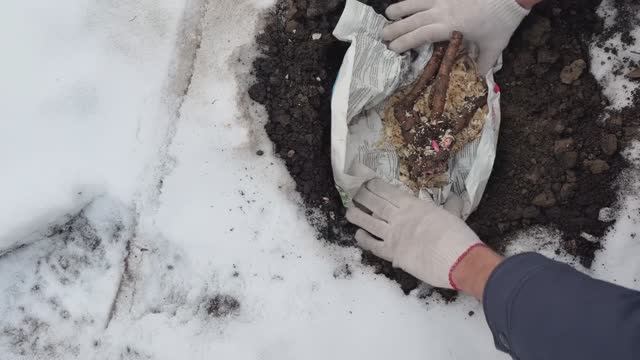 Как я высадила пионы в снег при минус 10, ночных до -20. Посадка пионов, зима 2025