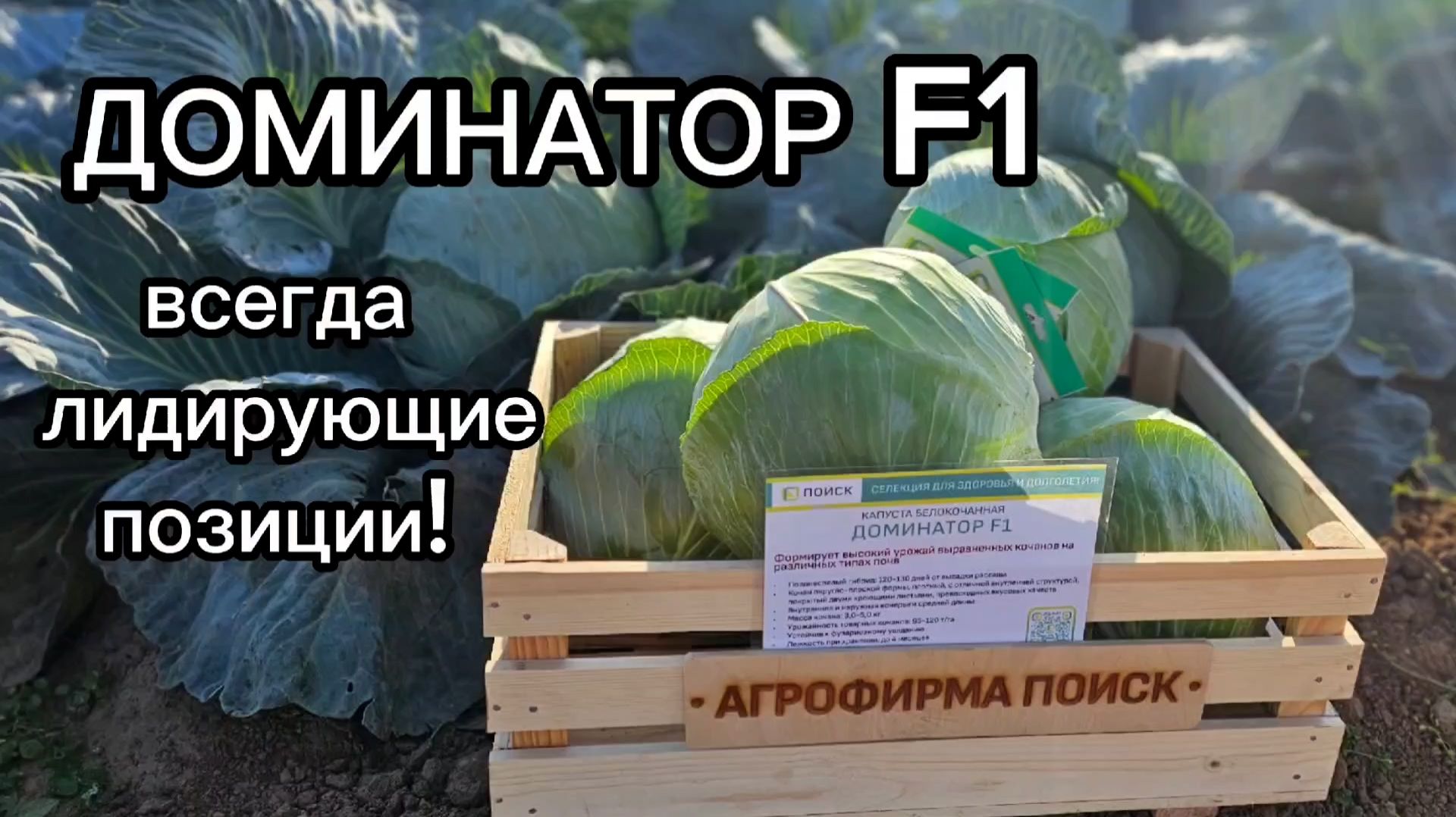 Капуста белокочанная Доминатор - ПРОРЫВ в селекции капусты.