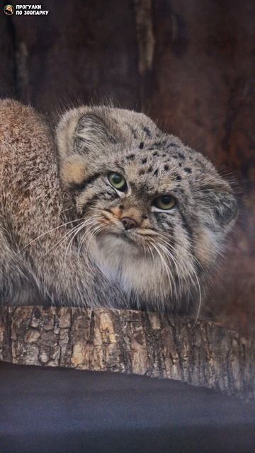 Манул Шу наблюдает с любимой полочки. Ленинградский зоопарк