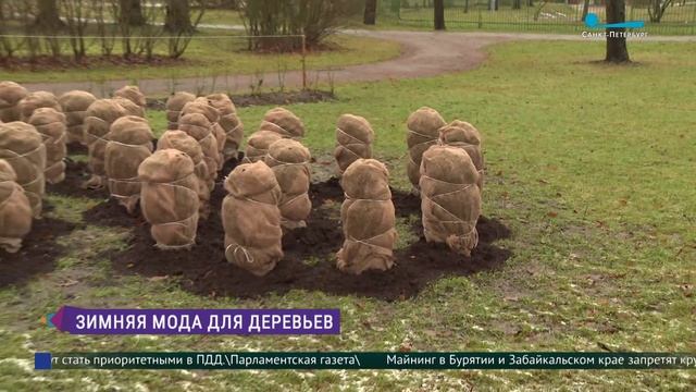 Зимний наряд для самшитов и гортензий