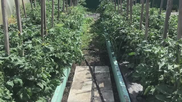 Формировка Томатных Гномов. Удаляю "недоразвитые" прикорневые пасынки.