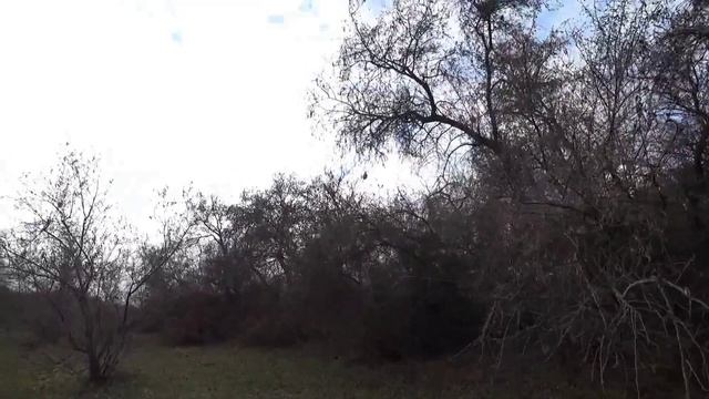 Как лайка ведёт к фазану