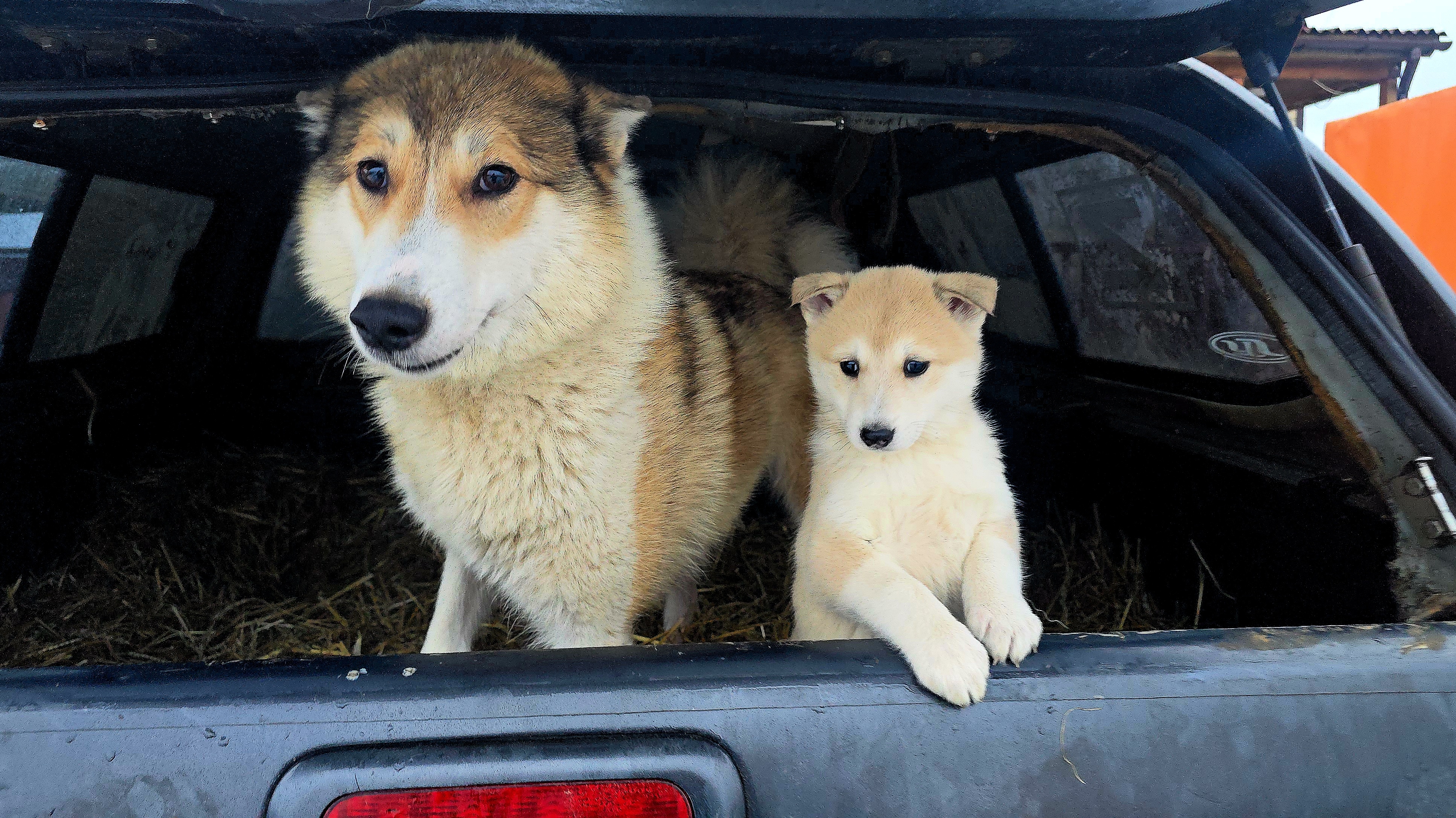 Отправил щенка на поезд
