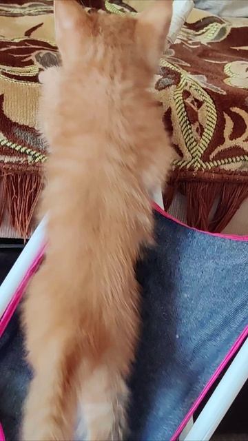 Через коляску на диван. #котенок