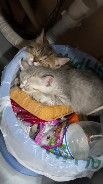 Срок котности истёк