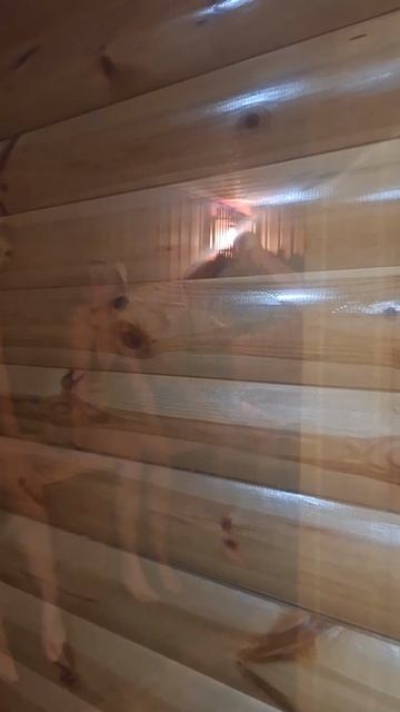 Новогоднии развлекалочки