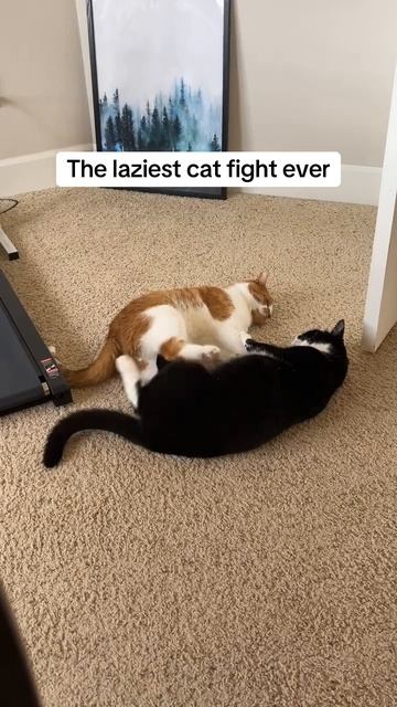 Самая ленивая драка